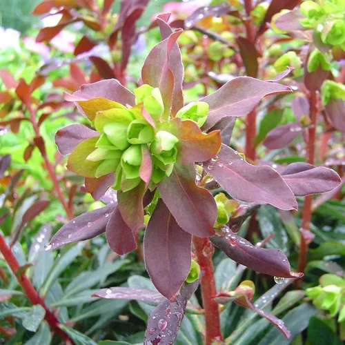 Idée simple：Euphorbia Amyg - Purpurea - Le pot de 1 litre