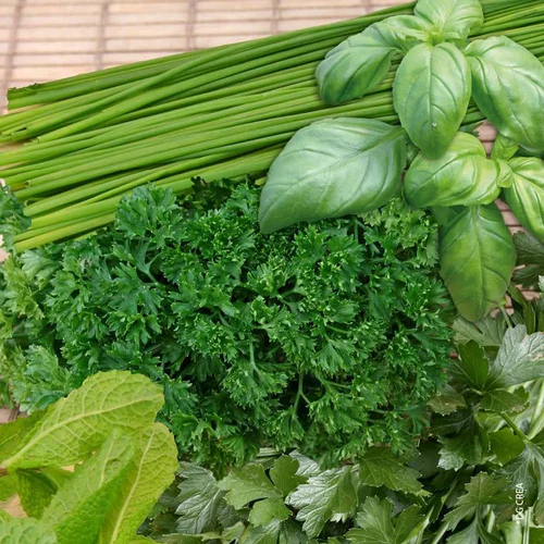 Espace vert moderne：Aromatiques Variees. Le pot de 5 litres