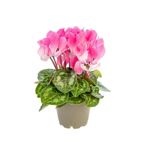 Pour un extérieur plus agréable:Cyclamen plante baby Ø 5,5/6 cm