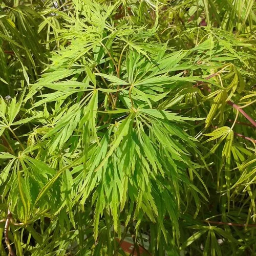 Pratique au jardin：Érable du Japon greffé Dissectum Viridis vert. Le pot de 3 litres