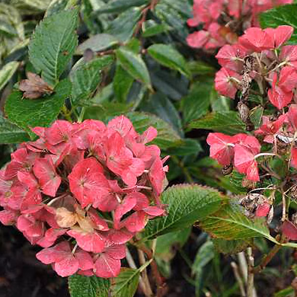 2 x Hortensia 'Alpenglühen' | Hydrangea macrophylla 'Alpengluhen' – 25 – 30 cm pot