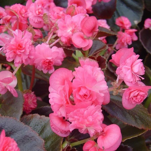 Pour créer votre espace extérieur：Begonia Semperflorens Doublet. Le pot de 10,5 cm