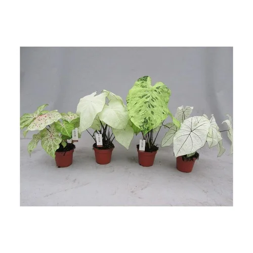 Pour vos projets jardin：Caladium. Le pot Ø 17 cm