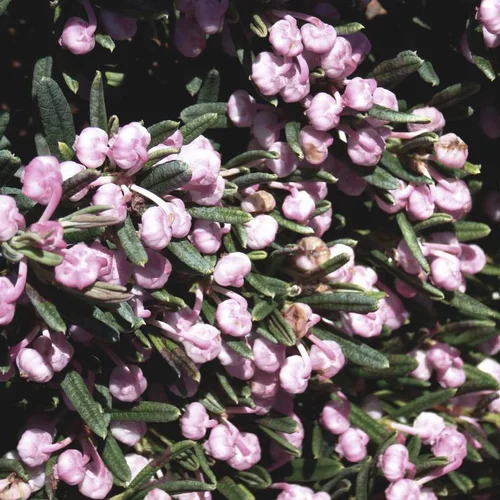 Univers végétal：Andromède ou Andromeda Blue Lagoon rose. Le pot de 2 litres