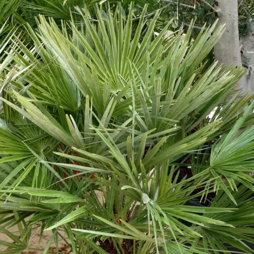 Jardin fonctionnel：Chamaerops Humilis ou Palmier nain en pot de 8 L