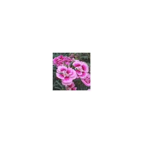 Bien pour le jardin：Oeillet Nain - La coupe de 25 cm