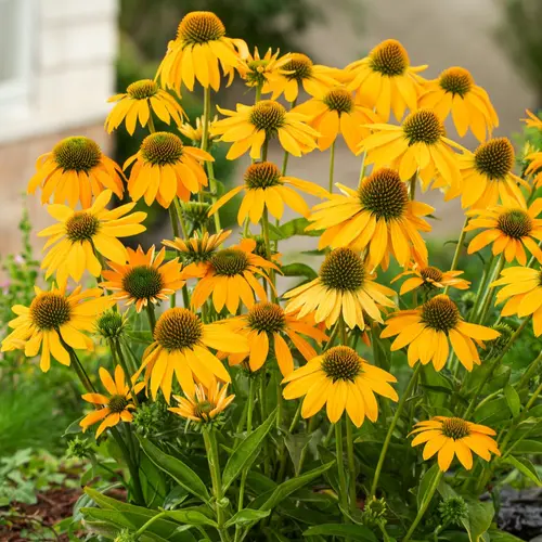 Le pratique au jardin:Echinacea ARTISAN YELLOW OMBRE - Le pot de 2 litres