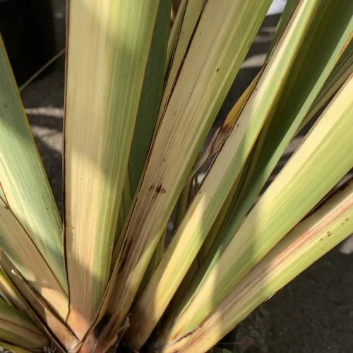 Idée utile：Phormium Tenax Variegata 60/80. Le pot de 10 litres