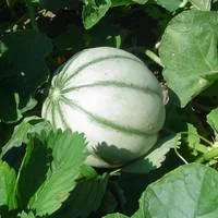 Une touche jardin：Melon Bio. La barquette de 6 plants