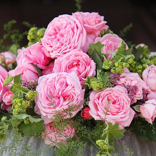Solution simple:Rosier grosses fleurs Parfuma Mme de Maintenon. Le pot de 4 litres