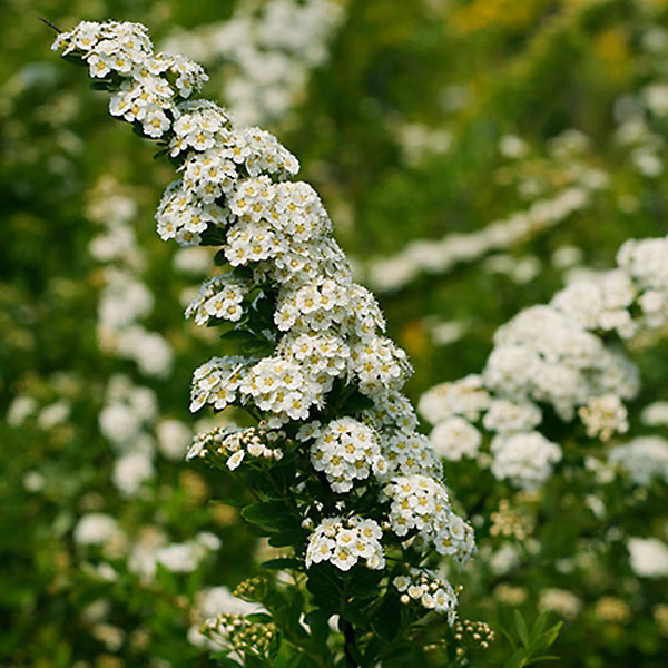 2 x Spirée du Japon 'Snowmound' – Spiraea nipponica 'Snowmound' | 30 | 40 cm pot