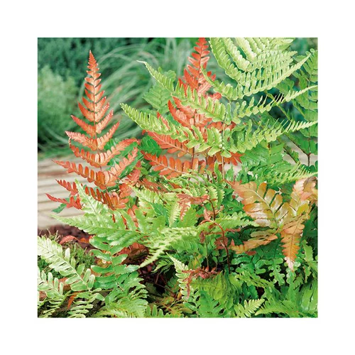 Bien pensé extérieur：Dryopteris erythrosora en pot de 3 litres