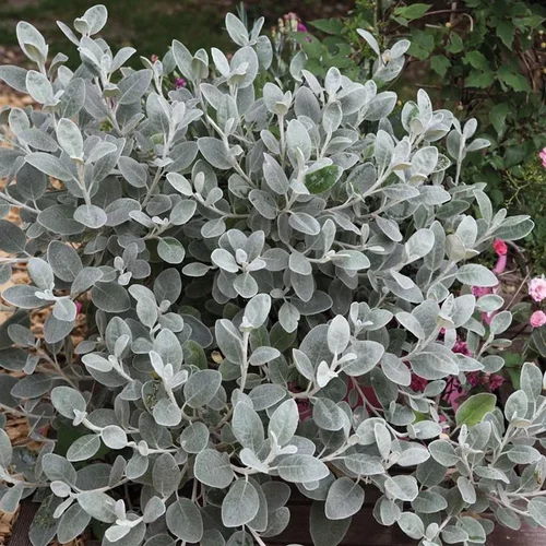 Moderne extérieur：Brachyglottis X WalbertonS Silver Dormouse. Le pot de 4 litres