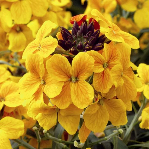 Jardin plaisir：Erysimum ou Giroflée à fleurs multicolores - Le pot de 1 litre