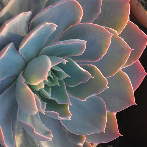 Un atout pour le jardin:Echeveria Secunda Glauca - Le pot de 2 litres