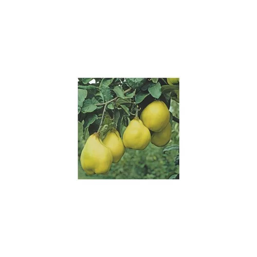 Simple pour le jardin：Cognassier Champion. Le pot de 15 litres, forme 1/2 tige