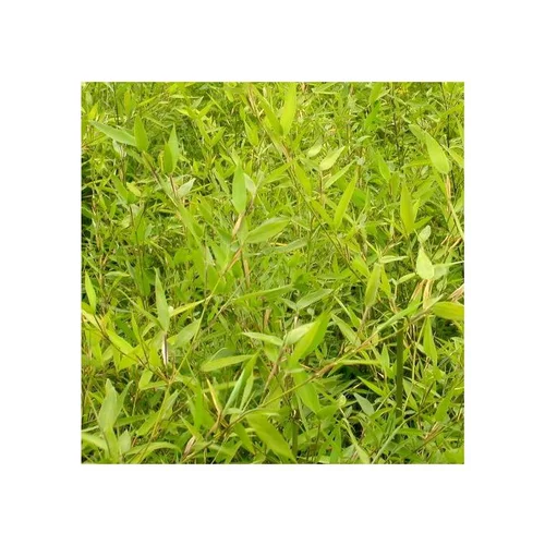 Loisirs extérieur：Bambou Phyllostachys Aurea vert. Le pot de 12 litres