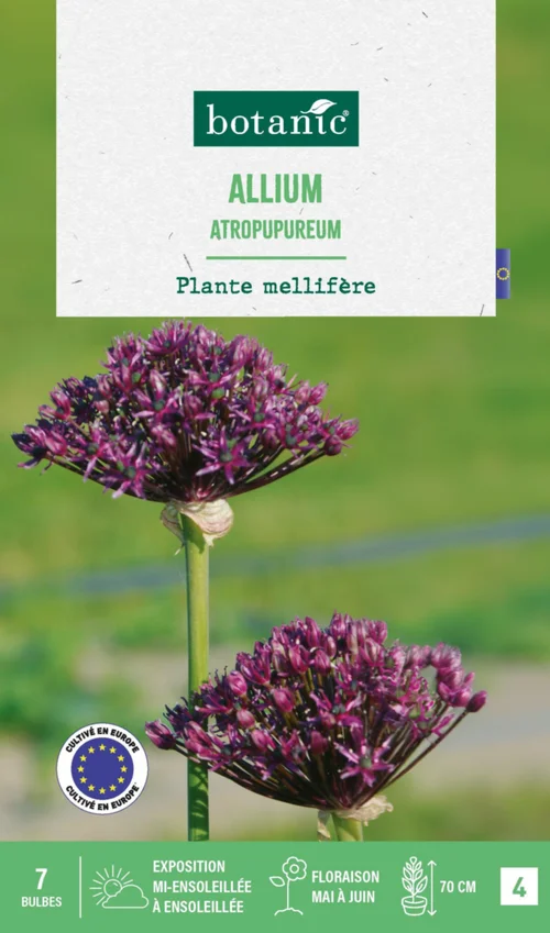 Pour simplifier le jardin:Allium atropurpureum botanic® - 7 bulbes