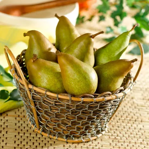 Qualité jardin：Euonymus emerald gold jaune en pot de 3 L