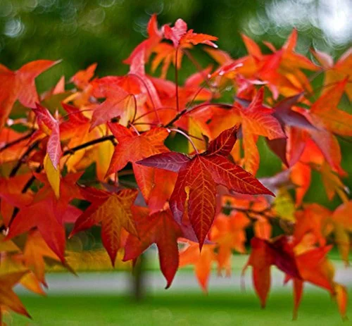 Une idée pour votre jardin：Liquidambar. Le pot de 15 litres