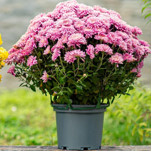 Pratique pour l’extérieur：Chrysanthèmes - Le pot de Ø 19-20 cm