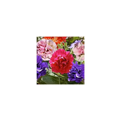 Pour un jardin bien organisé:Pétunia retombant double - La suspension diam 27 cm