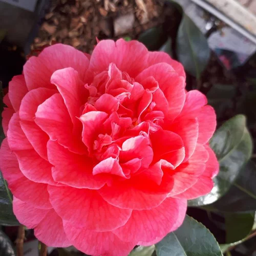 Durable au jardin：Camélia du Japon multicolore – Pot de 2L