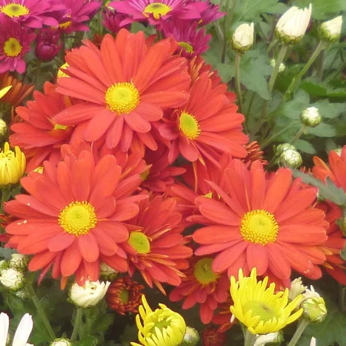 À découvrir au jardin：Chrysantheme Multifleurs - Le pot de 20 cm
