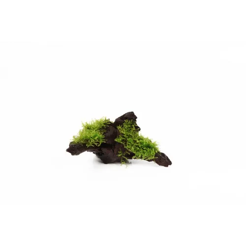 Pour plus de confort au jardin：Vesicularia dubyana Christmas sur racine