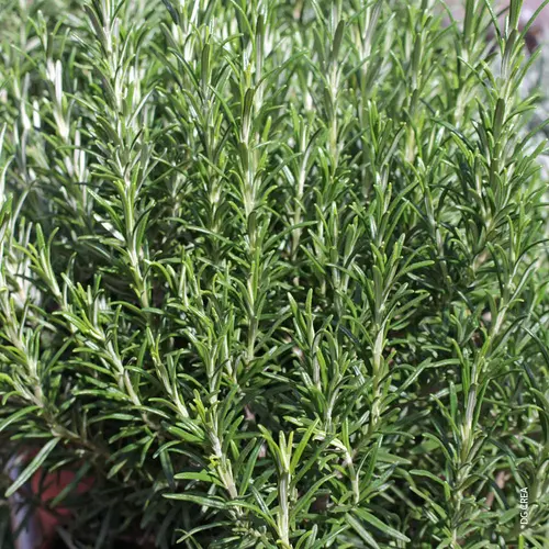 Essentiel au jardin：Romarin officinal. Le pot de 1 litre