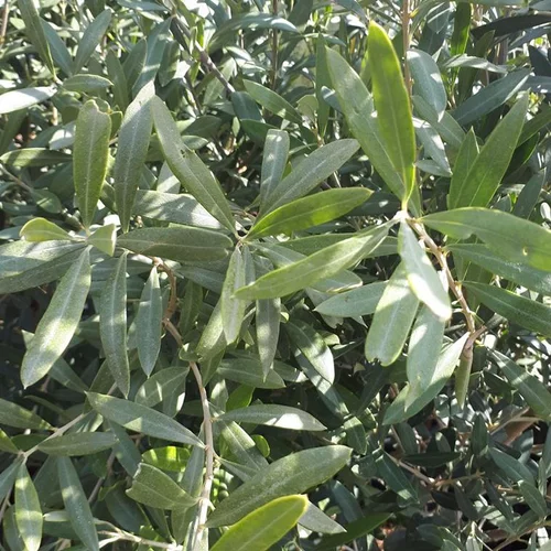 Style au jardin：Olivier (Olea Europea) 60/80. Le pot de 285 litres