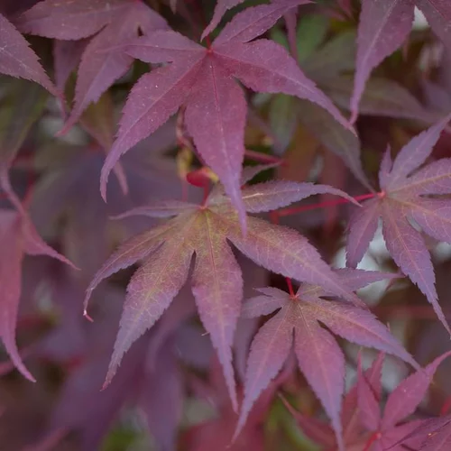 Bien pratique à l’extérieur：Érable du Japon Bloodgood rouge. Le pot de 15 litres