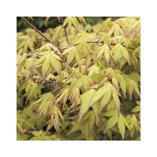 Univers jardin:Erable du Japon (ACER PALMATUM UENO YAMA ) Le pot de 30 litres