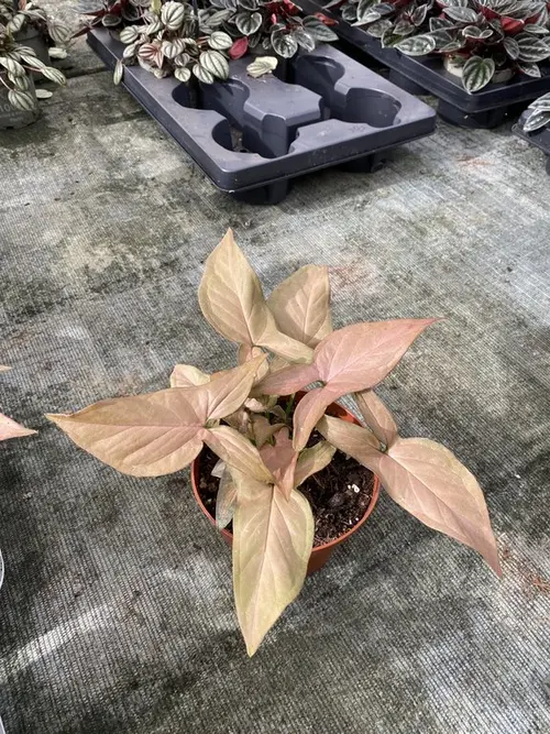 Pour plus de praticité au jardin:Syngonium Podophyllum ‘Red Heart’. Le pot de Ø 12 x H 20 cm