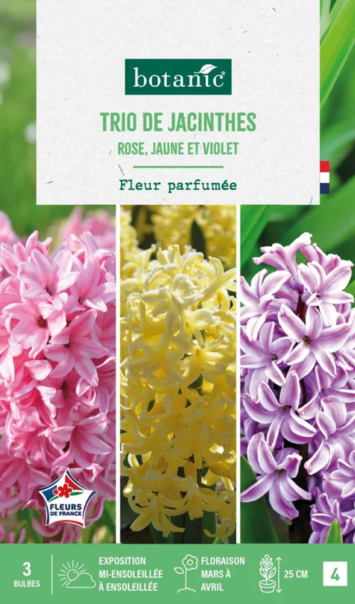 Pour votre espace：Jacinthe trio botanic® - 3 bulbes