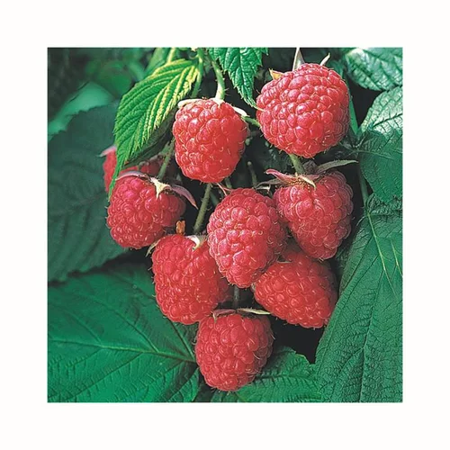Idée nature：Framboisier Autumn Bliss Bio. La motte