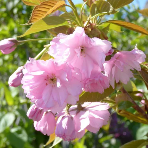 Le bon choix pour le jardin:Cerisier du Japon Accolade (Prunus) 100/125. Le pot de 10 litres