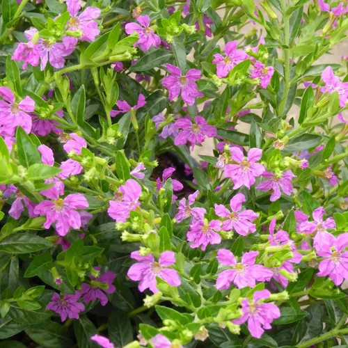 Spécial jardin:Cuphea ou Bruyère du Mexique à fleurs multicolores - Le pot de 0,5 litre