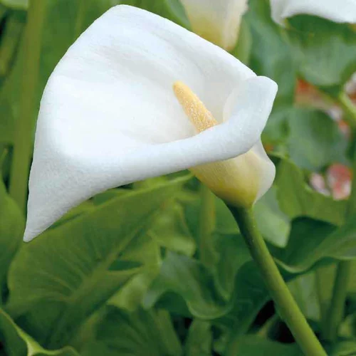 Jardin déco:Arum d’Éthiopie godet 9x9 cm