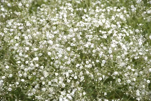 Sélection pratique：Gypsophile ‘White Festival’ - Le pot de 2 litres