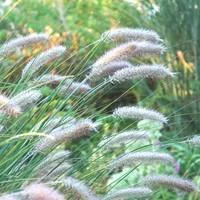 Univers végétal：Pennisetum Villosum - Le pot de 4 litres