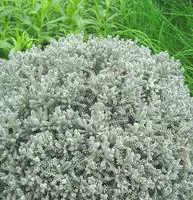 Jardin & déco:Santolina chamaecyparissus ou Santoline grise. Le pot de 1 litre