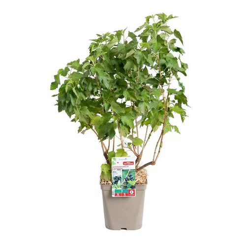 Pour votre espace vert：Cassissier Perles D'Auvergne ®. Le pot de 2 litres