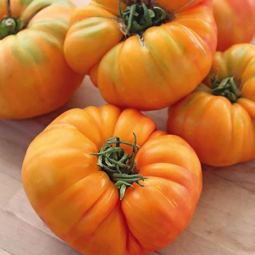 Une idée pour vos extérieurs:Tomate Côtelee Ananas Bio. La barquette de 3 plants