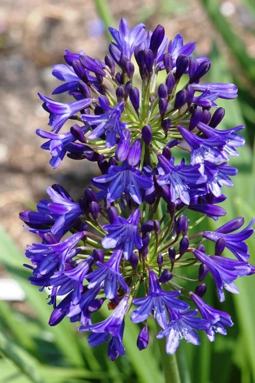 Un atout pour le jardin：Agapanthe. Le pot de 4 litres
