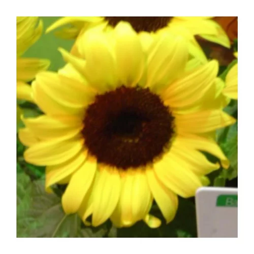 Pour votre projet：Tournesol Soleil - Le pot de 1 litre