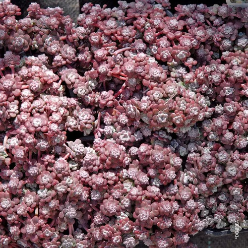 Pour mieux profiter de l’extérieur:Sedum Spatulé 'Cape blanco' - Le pot de 1 litre
