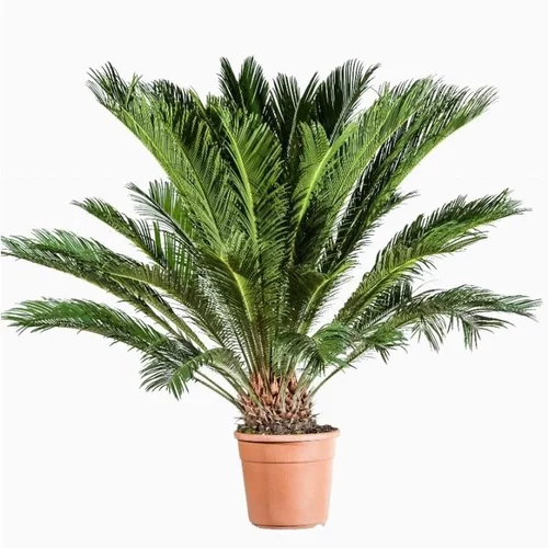 Pour un extérieur bien organisé：Cycas Revoluta. Le pot de 10 litres