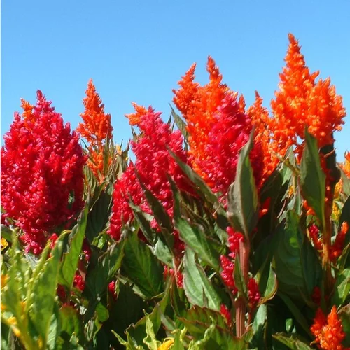 Pour un jardin bien organisé：Célosie (Celosia) à fleurs multicolores - Le pack de 4 plants