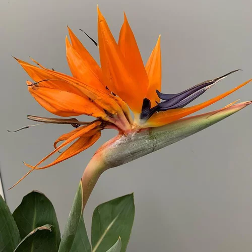 Pour un extérieur accueillant:Oiseau de Paradis (Strelitzia Reginae). Le pot de 15 litres